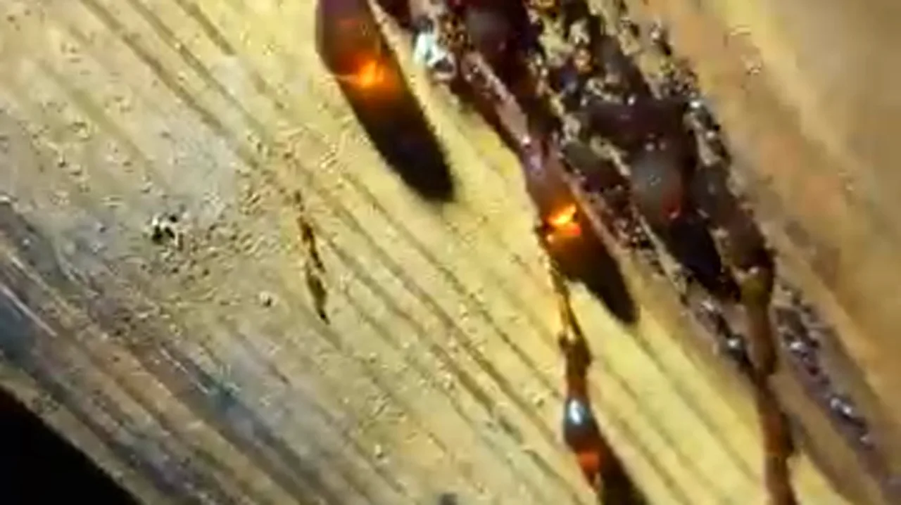 Pine rafter in a residential attic with amber sap beads visible along the grain, lit by a flashlight